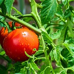 Mischkulturen im Gemüsegarten Tipps von Henry Neuhauser