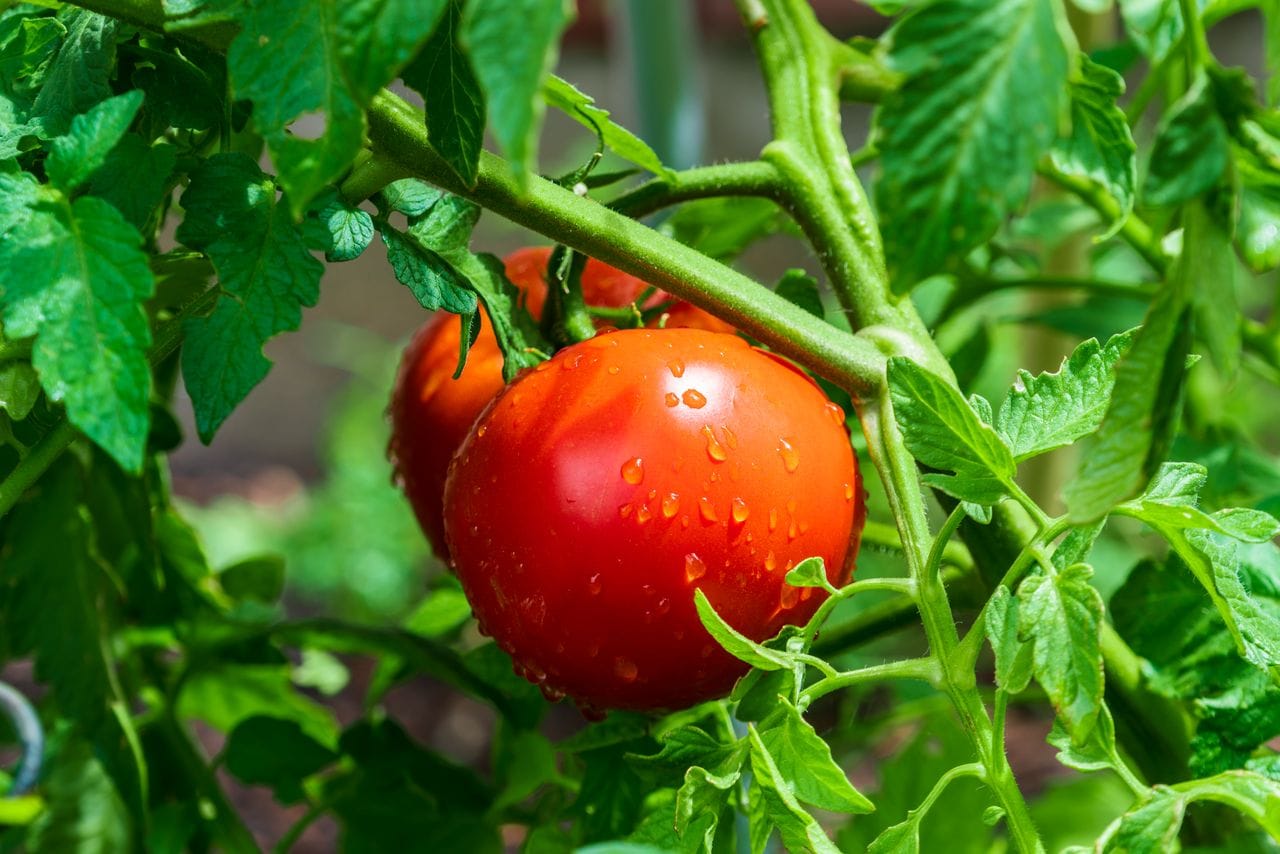 Mischkulturen im Gemüsegarten Tipps von Henry Neuhauser
