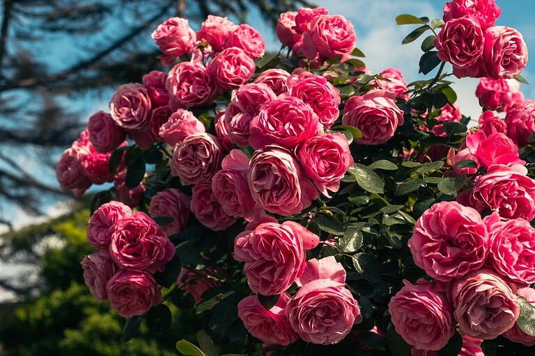 Rosen richtig schneiden Tipps von Henry Neuhauser